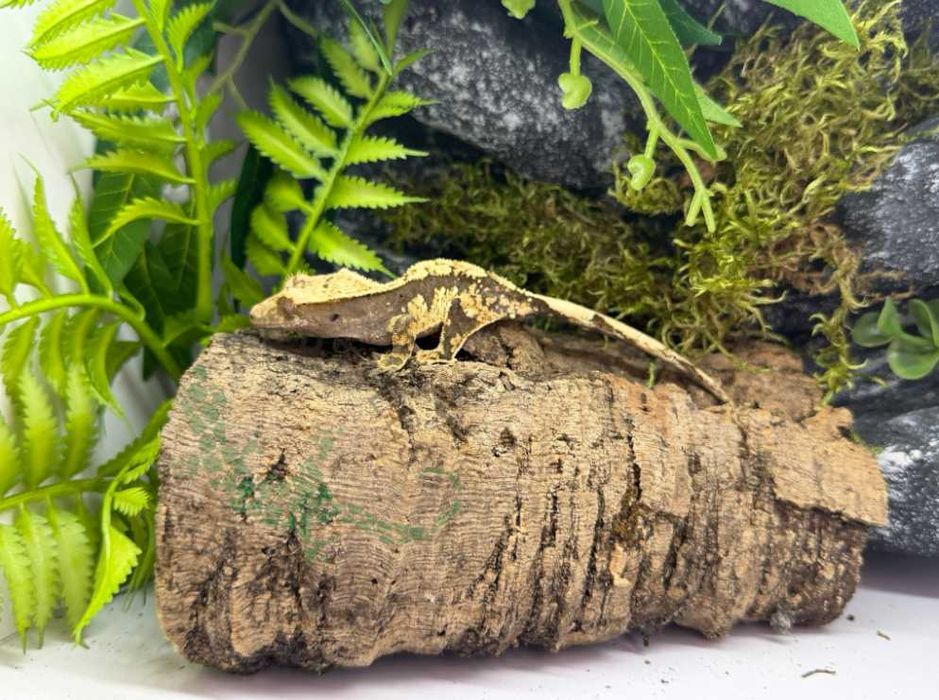 Gekon orzęsiony Gekony orzęsione Konin