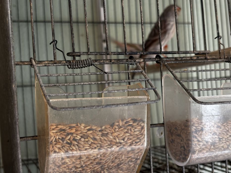 Canários topázii mosaico/vermelho e amarelo
