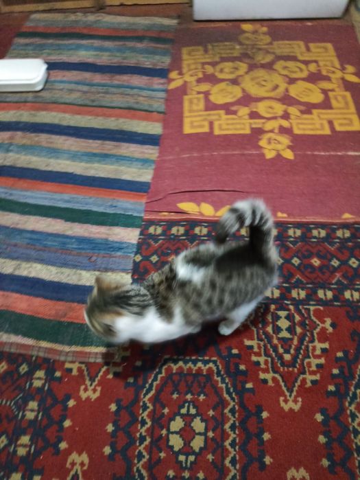 Безкоштовно киця в добрі руки