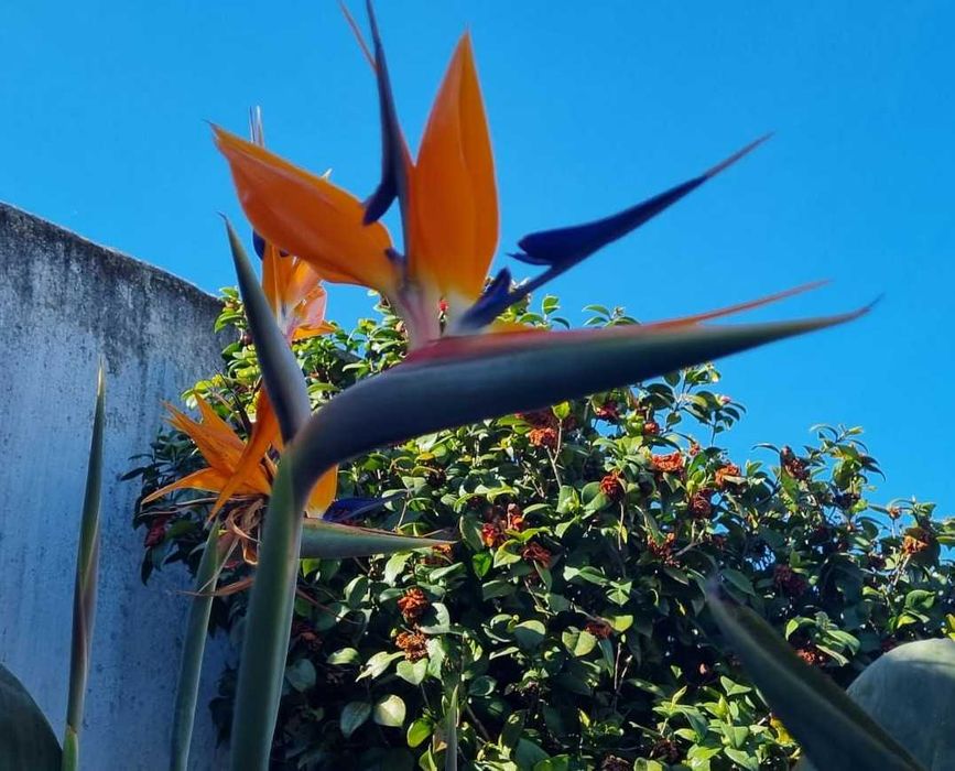 Estrelícia Gigante (Ave-do-Paraíso) em floração – vaso incluído