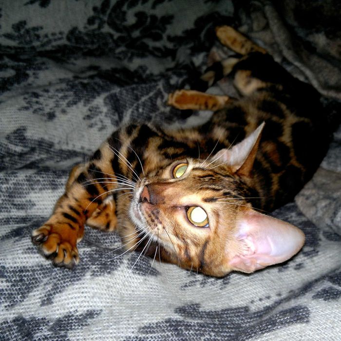 Яскраві бенгальські кошенятка червоне золото BENn24