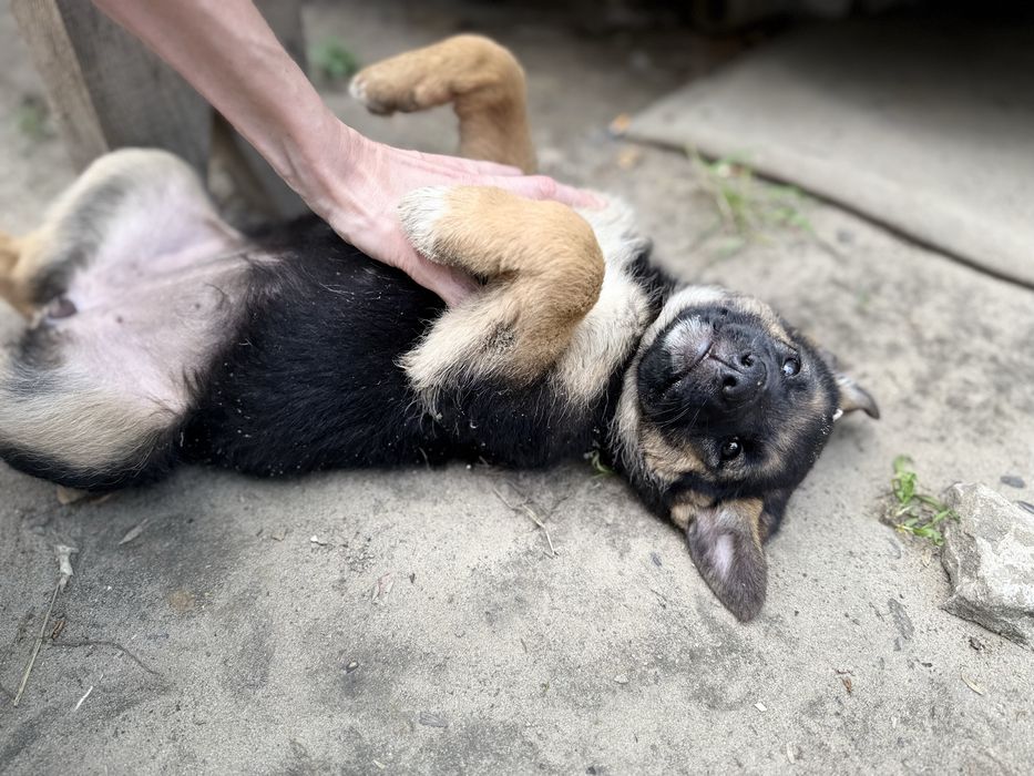 Цуценята безкоштовно