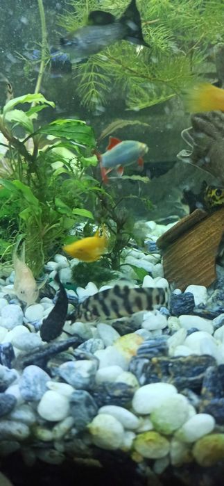 Боція мраморна продаю