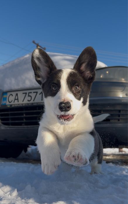 Маленькі вельш коргі кардиганчики