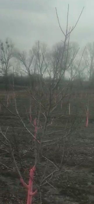 Обрізка плодових дерев.