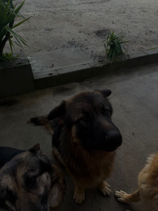 Adoção Pastor alemão macho