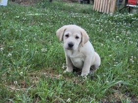 Labrador retriever szczenię
