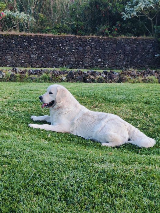 Golden Retriever fêmea