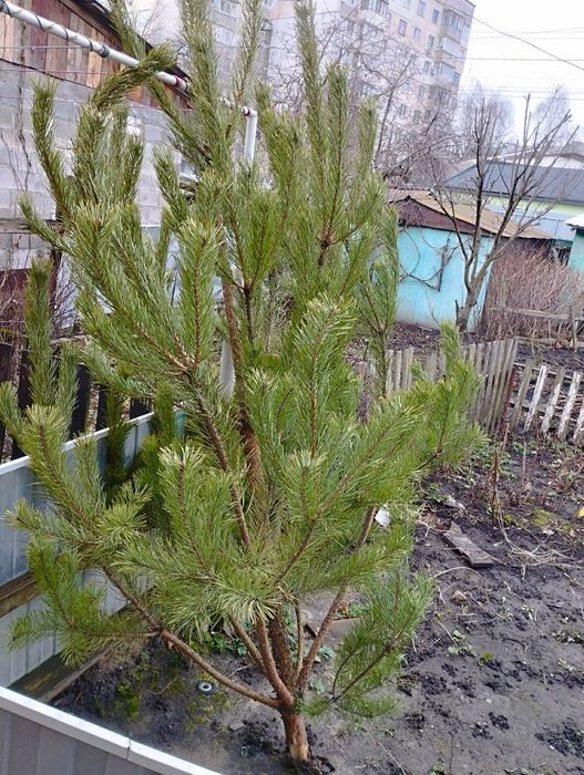 Сосна жива на Новий рік