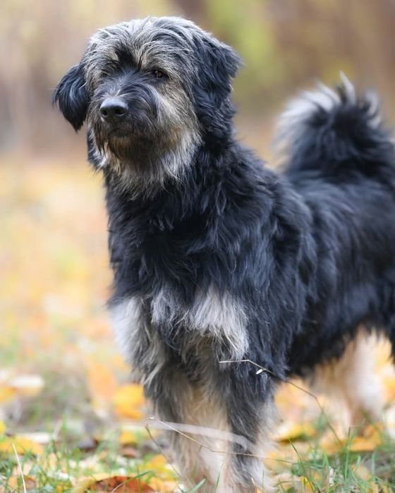 Cudowny, włochaty Lui  do adopcji!