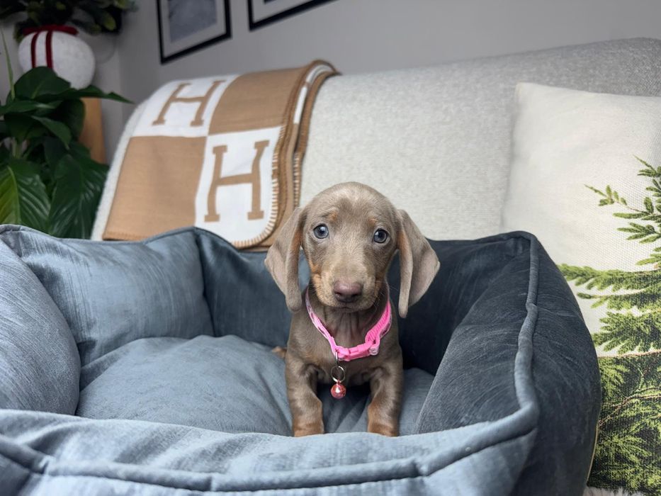 jamnik miniaturowy szczeniak lilac