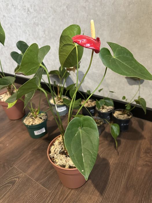 Антуріум, кімнатні рослини