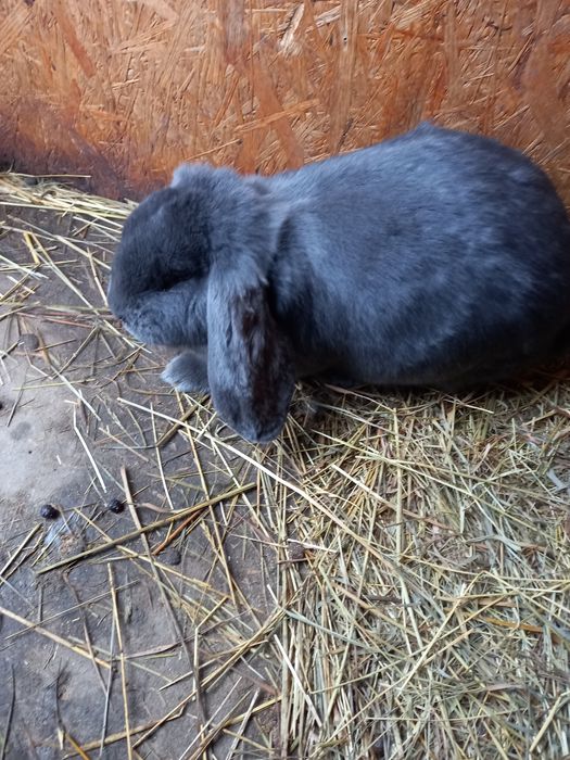 Samica barana francuskiego  FBN