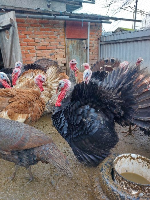 Індики Червоний Бурбон Бронза