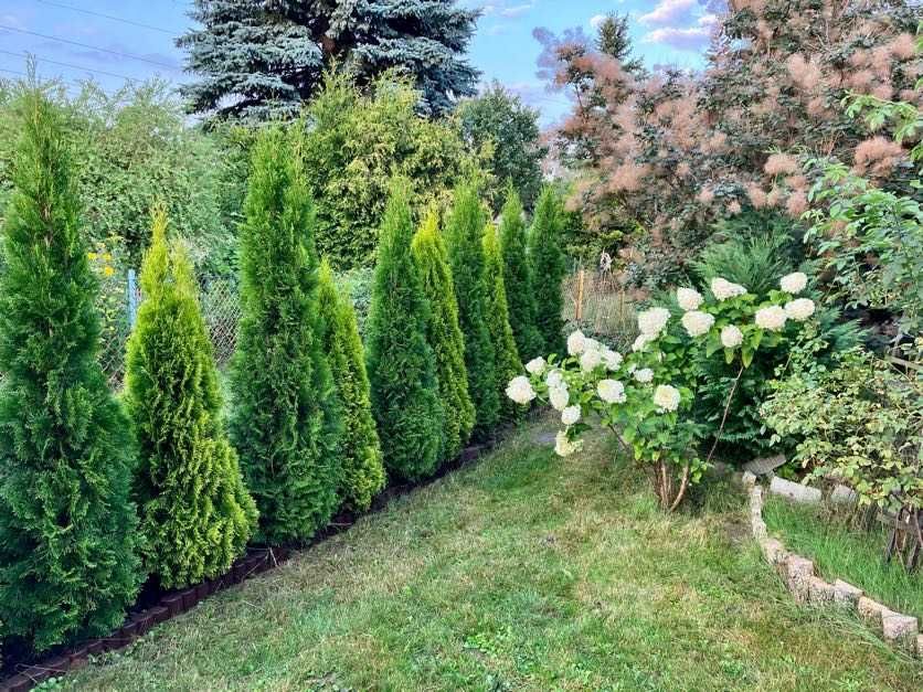 Sprzedam prawo do działki ROD – Warszawa Wilanów | ROD Wilanów II | 300 m² || 38 500 zł - Widok 2