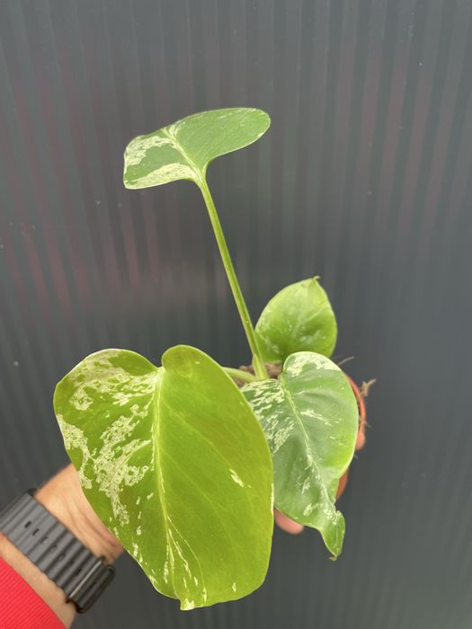 Monstera bulbasaur