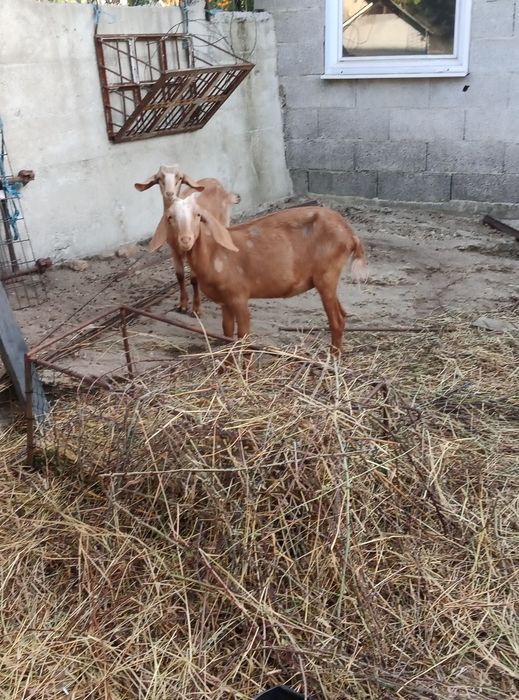 Vendo cabras boas