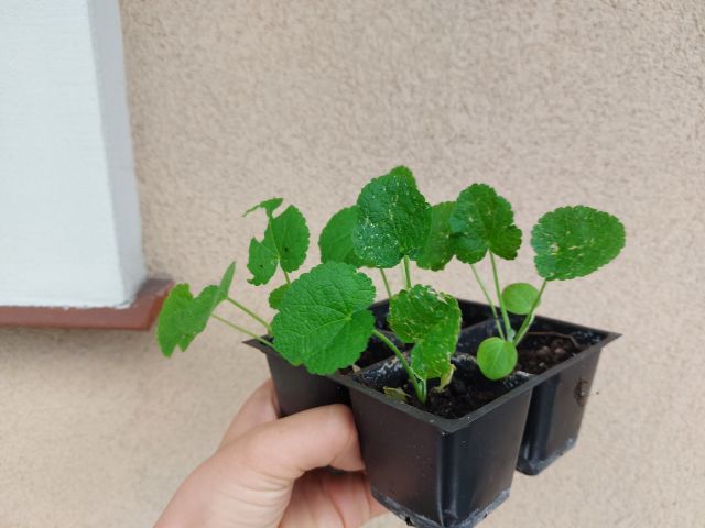 Sadzonki malwy o różowym kolorze kwiatów