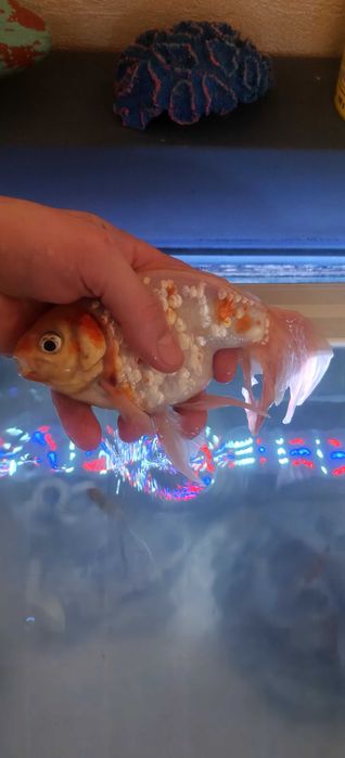 Welonka!!Oddam za darmo!