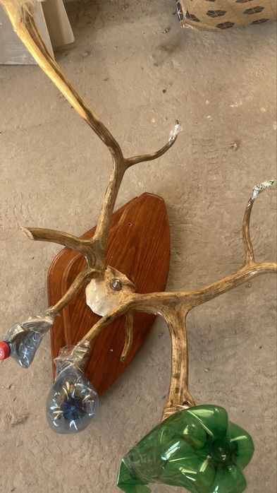 Рога оленя на підставці