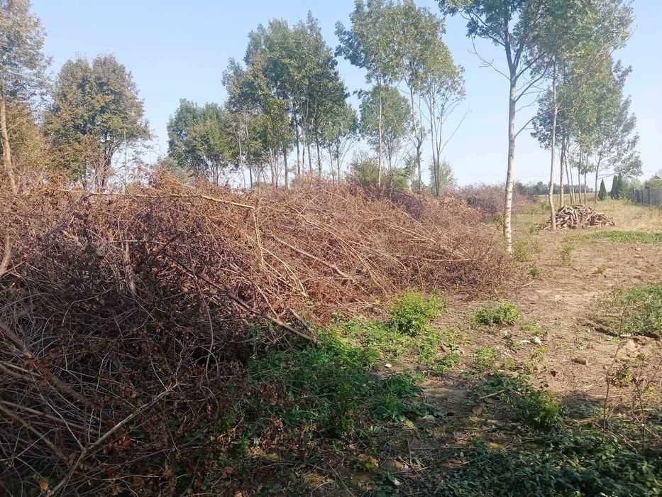 Po likwidacji sadu oddam na zrębkę dużą ilość gałęzi (200mx2,5mx3m)