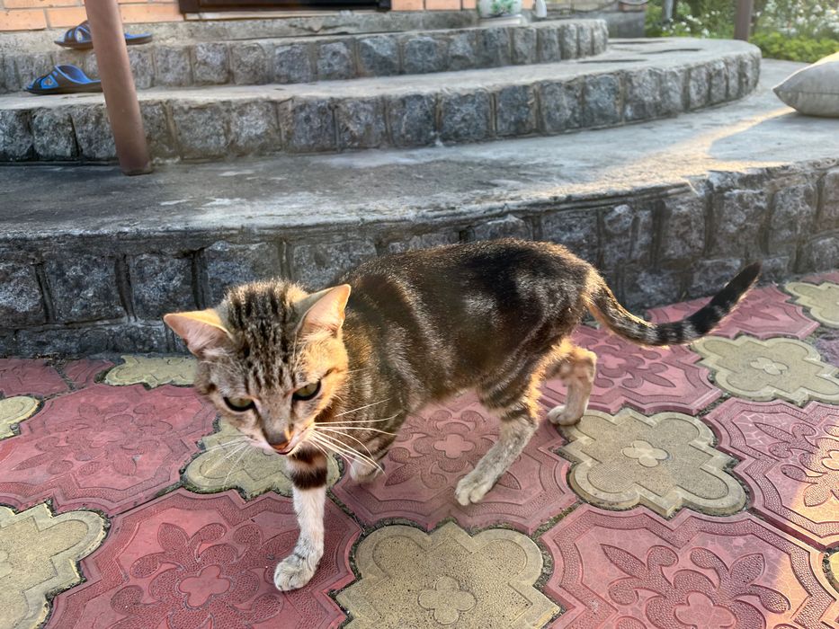 Котенята безкоштовно смт Білогородка, Київська область