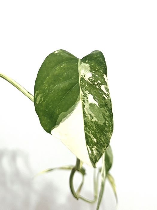 Epipremnum Pinnatum variegata