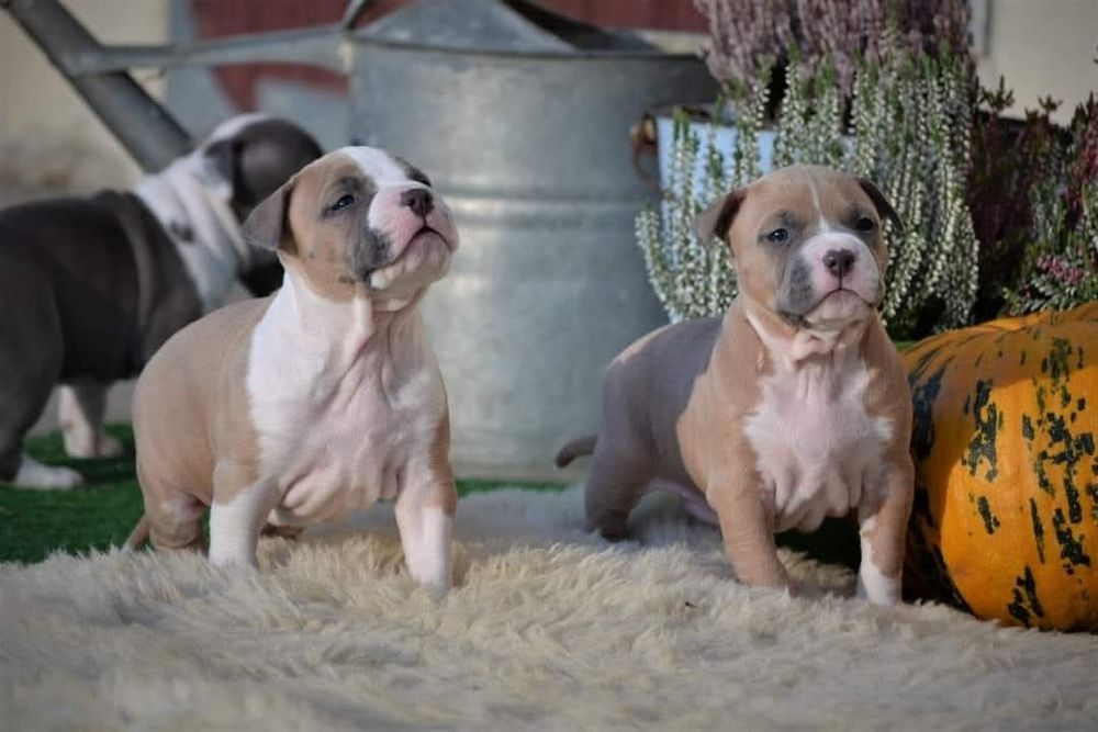 Amstaff ZKwP FCI szczenięta po championach