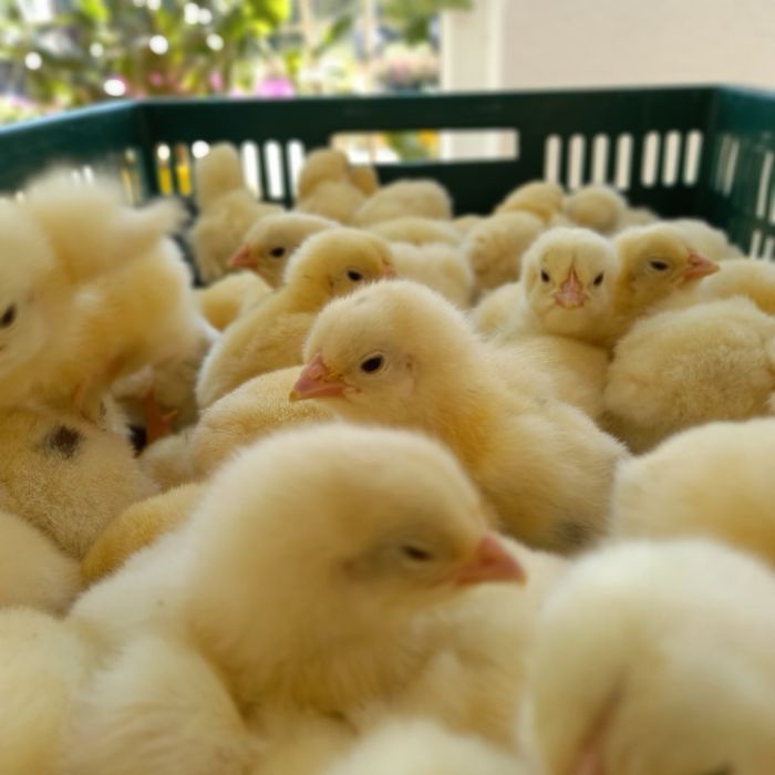 Бройлер добовий(суточний)