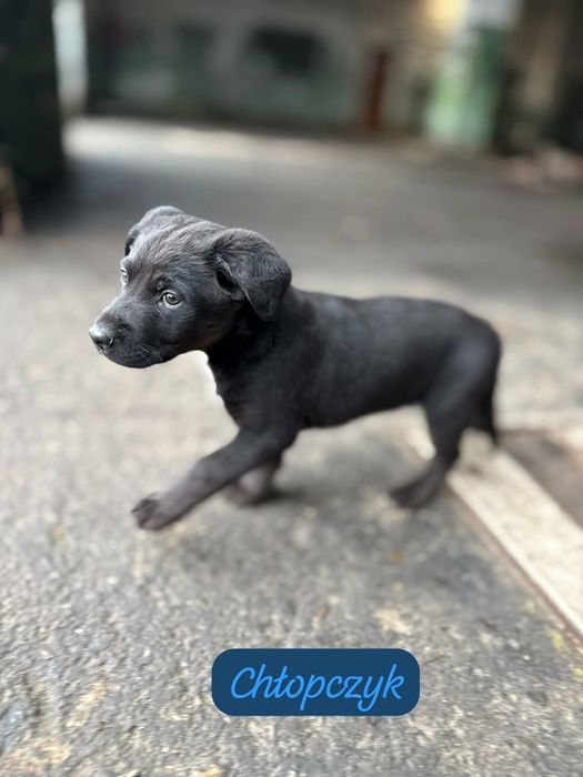 Maluszek  do   oddania