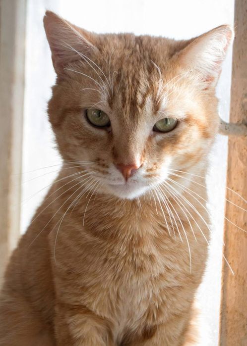 Шикарний рудий кіт в добрі руки!