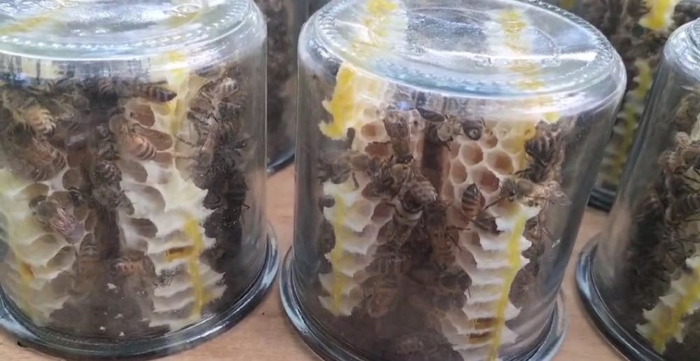 Продам соти з медом в баночках
