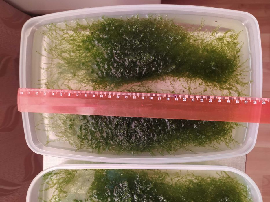 растения в аквариум (8 фото)