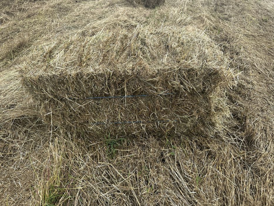Продам сіно лугове гарне, Срочно