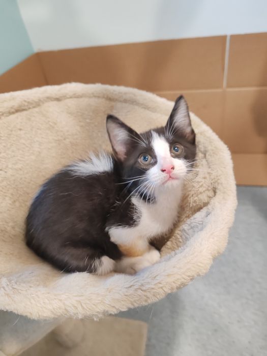 Gatinhos para adoção 2meses e meio
