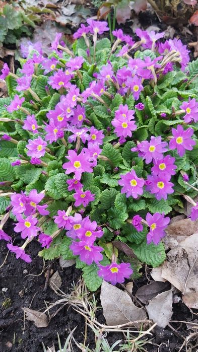 Rośliny z mojego ogrodu