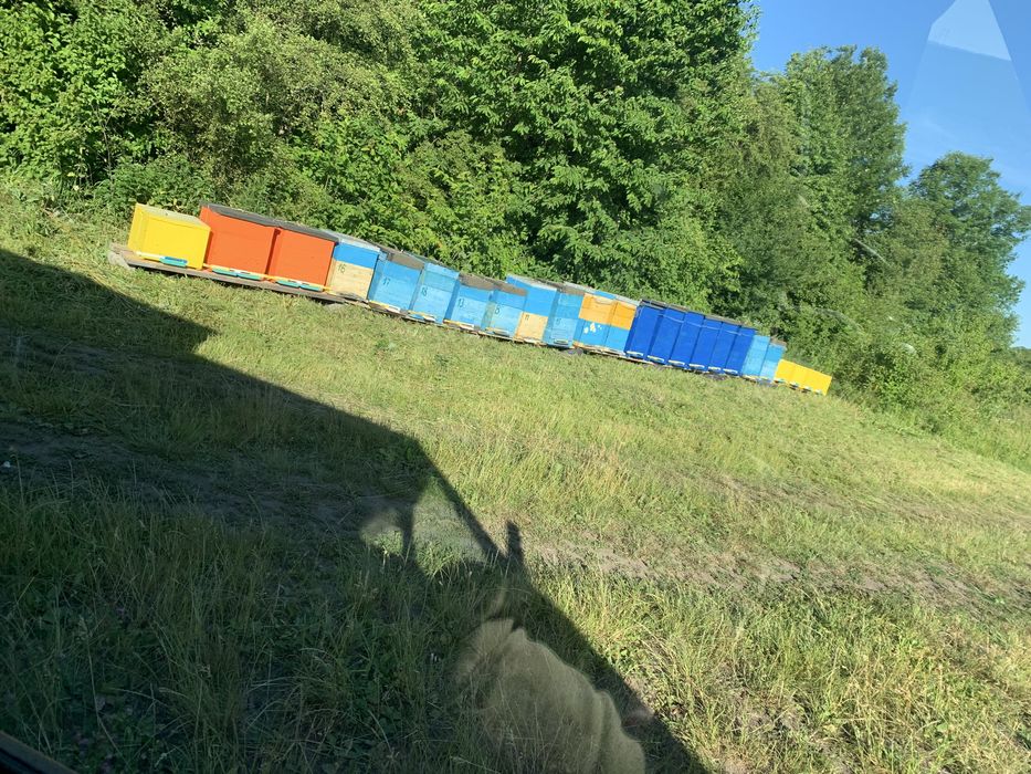 Продам бджолосімʼї