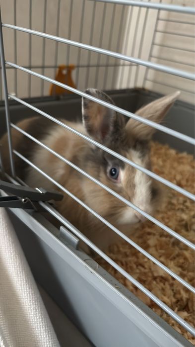 Coelhinha para venda