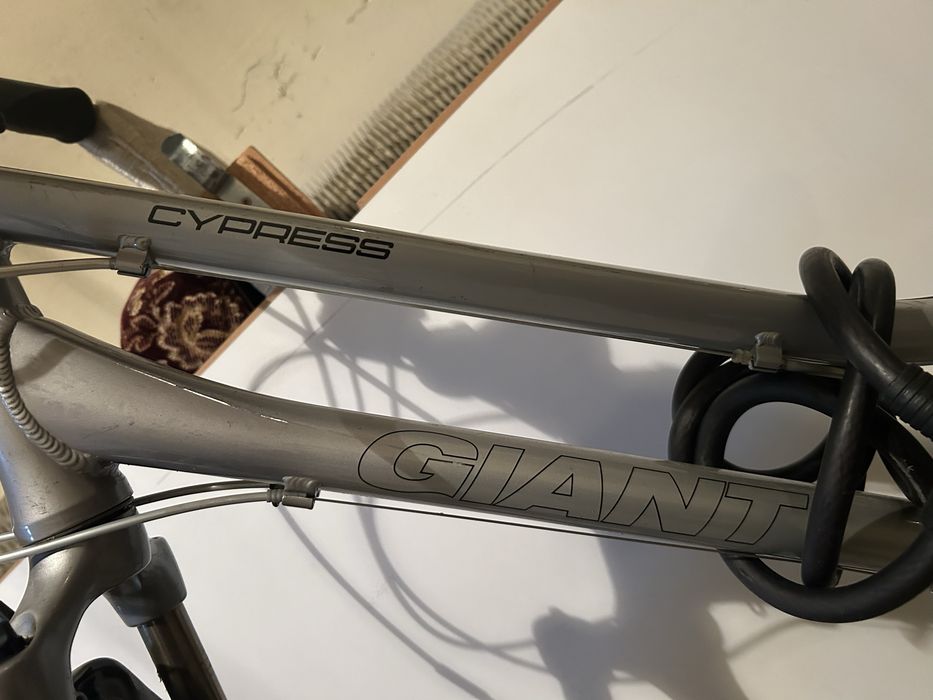 Rower giant cypress