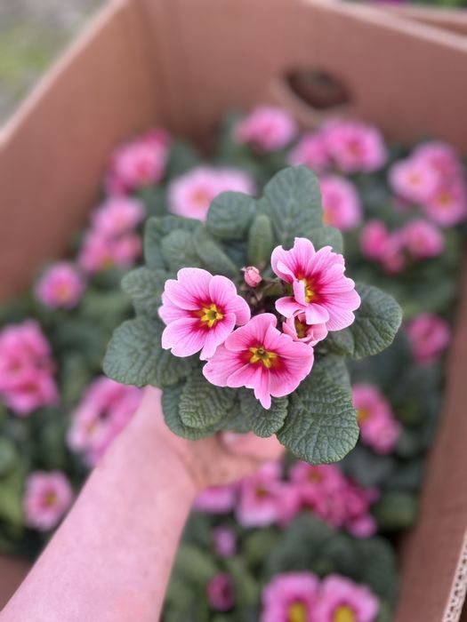 Примала в наявності стаканчик F10