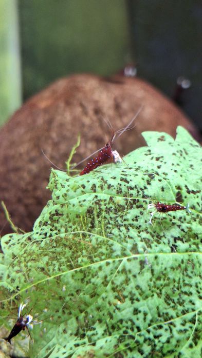 Krewetki Sulawesi - Caridina Dennerli (kardynałki)