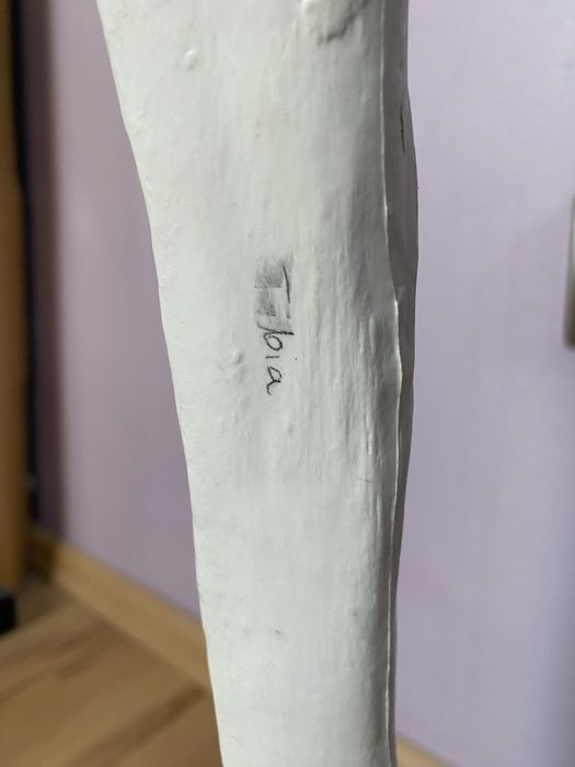 Szkielet człowieka model anatomiczny