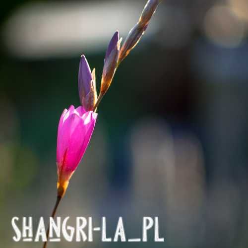 Dierama Erectum- Autumn Sparkler, Anielska wędka, 3 letnia