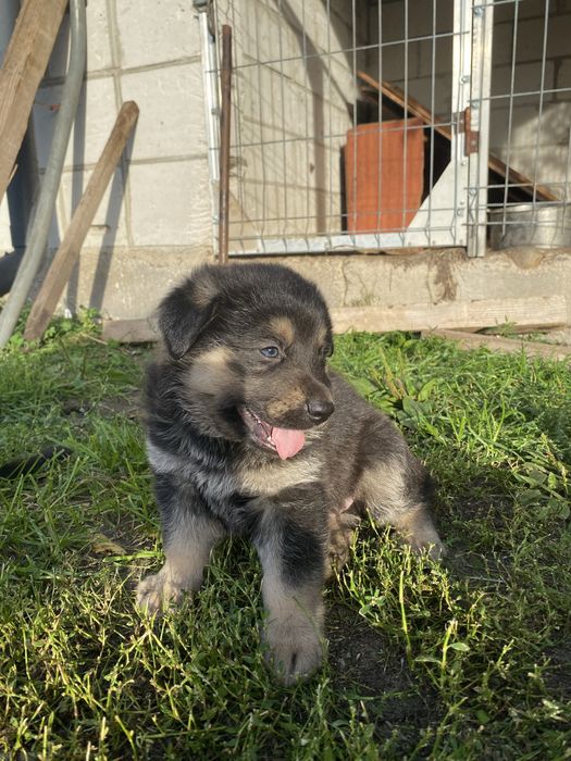 Oddam szczeniaki w dobre rece!!
