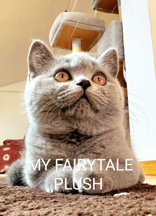Gatinha British Shorthair Azull