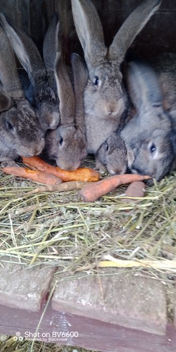 Бельгійці, Фландри,3м, Вінницька обл, Він-й, р-н