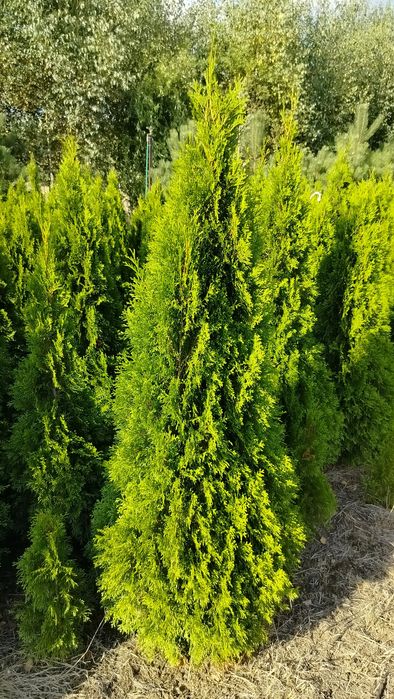 Thuja tuja szmaragd 150cm p