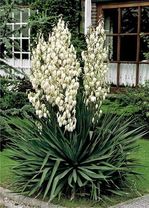 JUKA KORALIŃSKA Piękna Sadzonka 3 letnia YUCCA