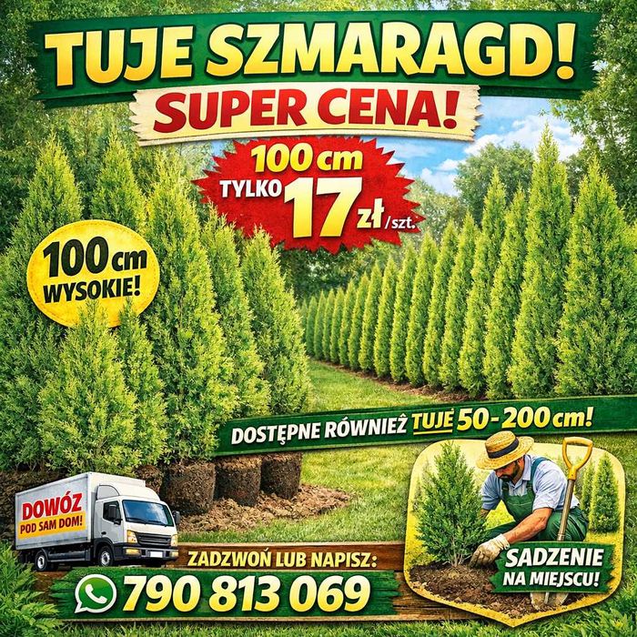 Piekne tuje szmaragd