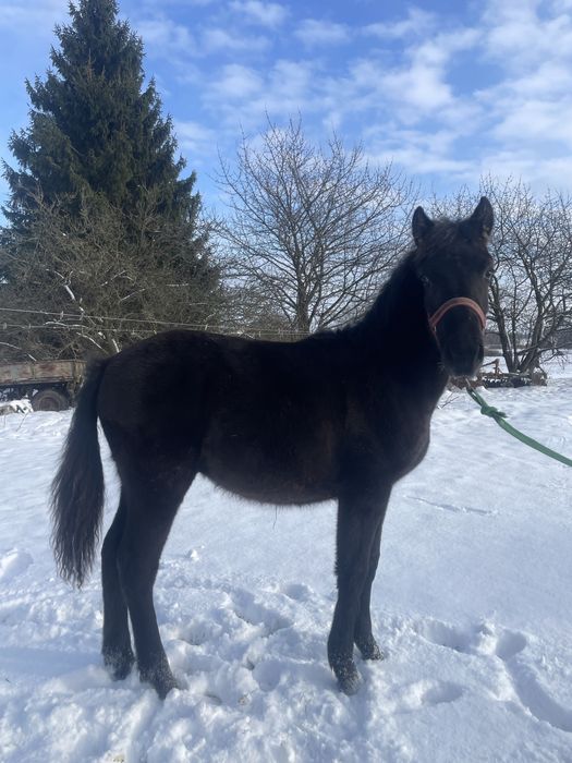 Polski kuc wierzchowy